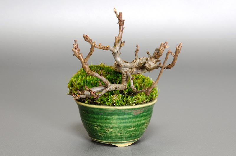 キミズミ-A1（きみずみ・黄実酢実）実もの盆栽を左側から見た景色・Malus sieboldii f. toringo bonsai