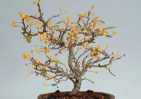 盆栽・キミズミB（きみずみ・黄実酢実）実もの盆栽の成長記録-1・Malus sieboldii f. toringo bonsai