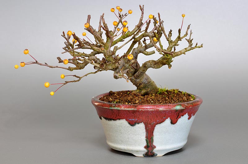 キミズミB-2（きみずみ・黄実酢実）実もの盆栽の販売と育て方・作り方・Malus sieboldii f. toringo bonsai