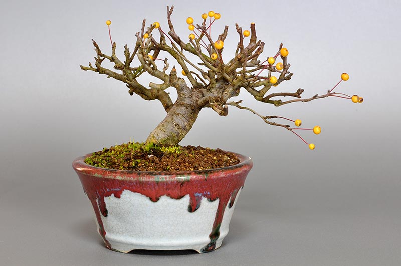 キミズミB-2（きみずみ・黄実酢実）実もの盆栽を裏側から見た景色・Malus sieboldii f. toringo bonsai