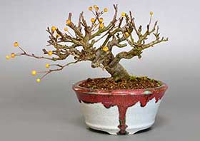 盆栽・キミズミB（きみずみ・黄実酢実）実もの盆栽の成長記録-2・Malus sieboldii f. toringo bonsai