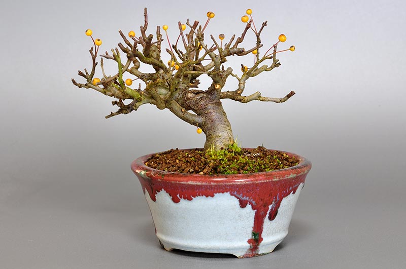 キミズミB-2（きみずみ・黄実酢実）実もの盆栽を右側から見た景色・Malus sieboldii f. toringo bonsai