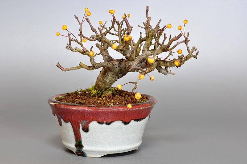 キミズミB-2（きみずみ・黄実酢実）実もの盆栽を左側から見た景色・Malus sieboldii f. toringo bonsai