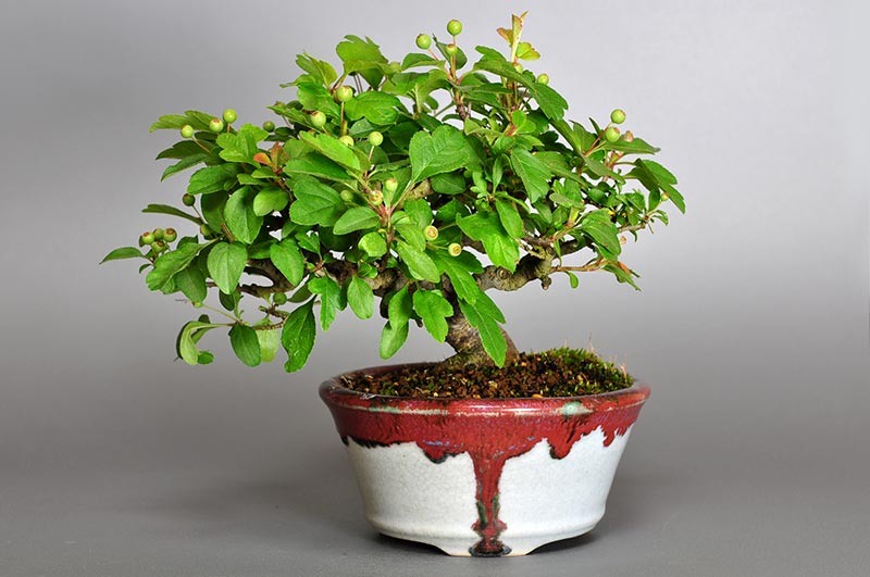 キミズミB-3（きみずみ・黄実酢実）実もの盆栽の販売と育て方・作り方・Malus sieboldii f. toringo bonsai
