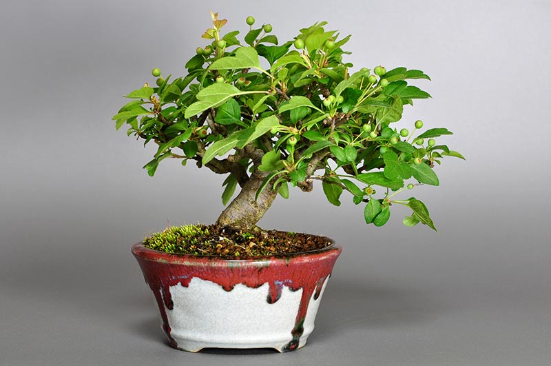 キミズミB-3（きみずみ・黄実酢実）実もの盆栽を裏側から見た景色・Malus sieboldii f. toringo bonsai