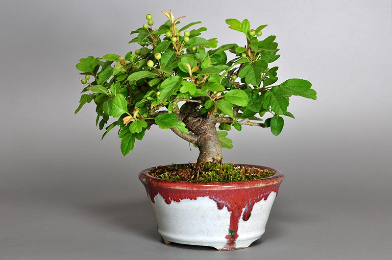 キミズミB-3（きみずみ・黄実酢実）実もの盆栽を右側から見た景色・Malus sieboldii f. toringo bonsai