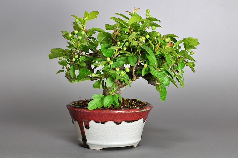 キミズミB-3（きみずみ・黄実酢実）実もの盆栽を左側から見た景色・Malus sieboldii f. toringo bonsai