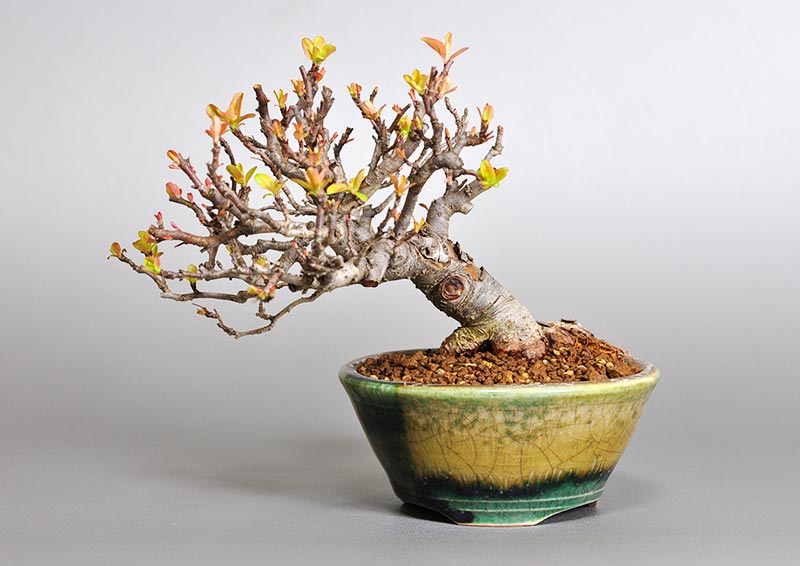 キミズミB-4（きみずみ・黄実酢実）実もの盆栽の販売と育て方・作り方・Malus sieboldii f. toringo bonsai