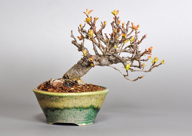盆栽・キミズミB-4（きみずみ・黄実酢実）実もの盆栽を裏側から見た景色・Malus sieboldii f. toringo bonsai