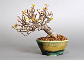 盆栽・キミズミB（きみずみ・黄実酢実）実もの盆栽の成長記録-4・Malus sieboldii f. toringo bonsai