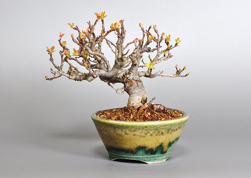 盆栽・キミズミB-4（きみずみ・黄実酢実）実もの盆栽を右側から見た景色・Malus sieboldii f. toringo bonsai