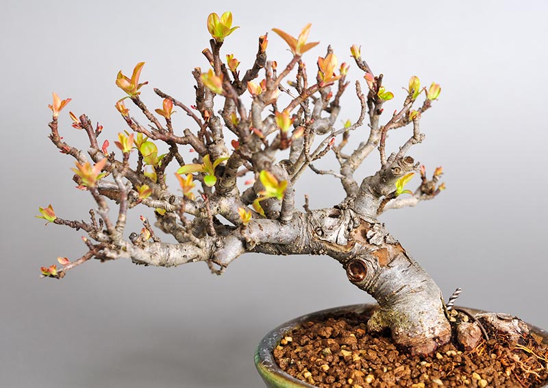 盆栽・キミズミB-4（きみずみ・黄実酢実）実もの盆栽を別側から見た景色・Malus sieboldii f. toringo bonsai