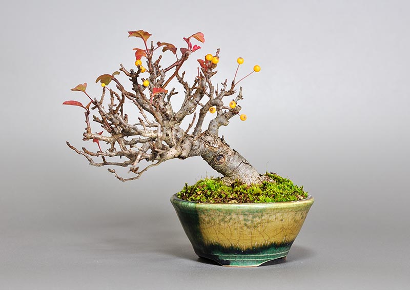 キミズミB-5（きみずみ・黄実酢実）実もの盆栽の販売と育て方・作り方・Malus sieboldii f. toringo bonsai