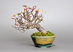 盆栽・キミズミB（きみずみ・黄実酢実）実もの盆栽の成長記録-5・Malus sieboldii f. toringo bonsai