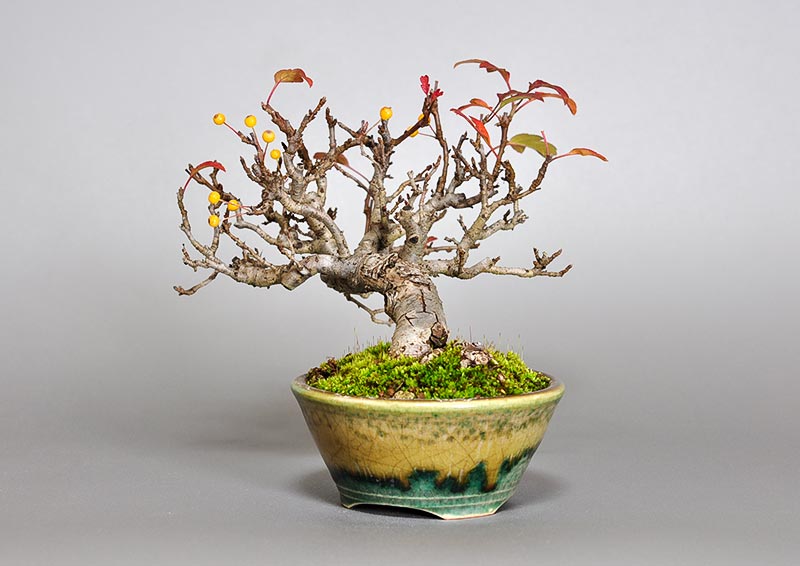 キミズミB-5（きみずみ・黄実酢実）実もの盆栽を右側から見た景色・Malus sieboldii f. toringo bonsai