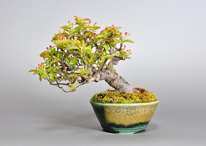 キミズミB（きみずみ・黄実酢実）実もの盆栽の販売と育て方・作り方・Malus sieboldii f. toringo bonsai