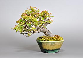 キミズミB（黄実酢実盆栽）Malus sieboldii f. toringo bonsaiの販売・通販店｜Bonsai trees Shop