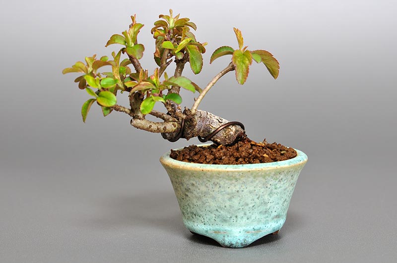 キミズミ-D1-1（きみずみ・黄実酢実）実もの盆栽の販売と育て方・作り方・Malus sieboldii f. toringo bonsai