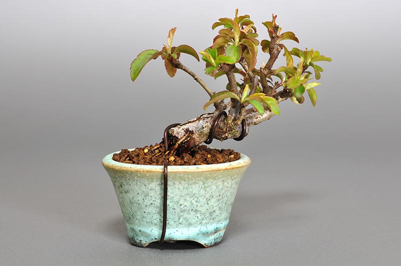 キミズミ-D1-1（きみずみ・黄実酢実）実もの盆栽を裏側から見た景色・Malus sieboldii f. toringo bonsai