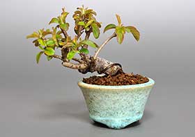 盆栽・キミズミ-D1（きみずみ・黄実酢実）実もの盆栽の成長記録-1・Malus sieboldii f. toringo bonsai