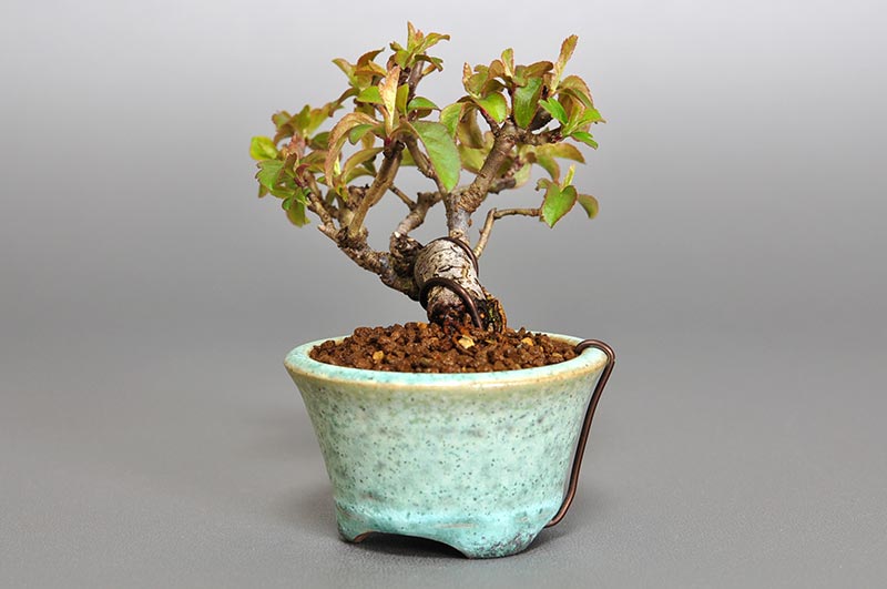 キミズミ-D1-1（きみずみ・黄実酢実）実もの盆栽を右側から見た景色・Malus sieboldii f. toringo bonsai