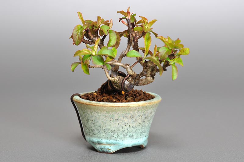 キミズミ-D1-1（きみずみ・黄実酢実）実もの盆栽を左側から見た景色・Malus sieboldii f. toringo bonsai