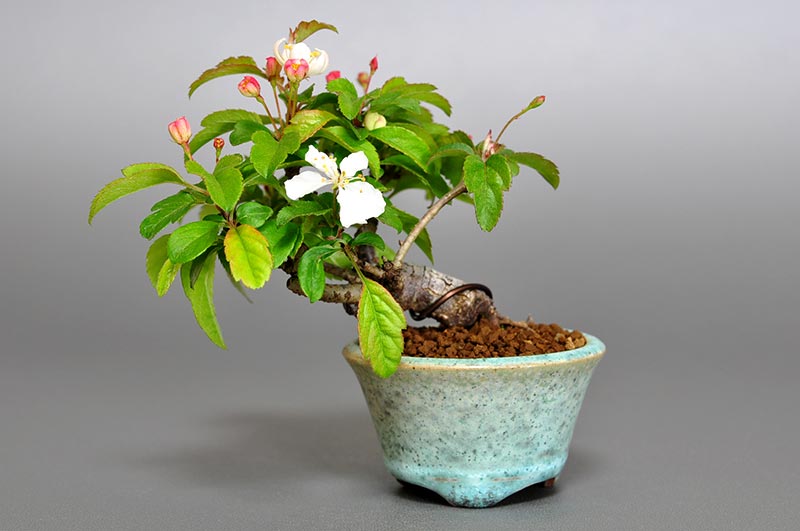 キミズミ-D1（きみずみ・黄実酢実）実もの盆栽の販売と育て方・作り方・Malus sieboldii f. toringo bonsai