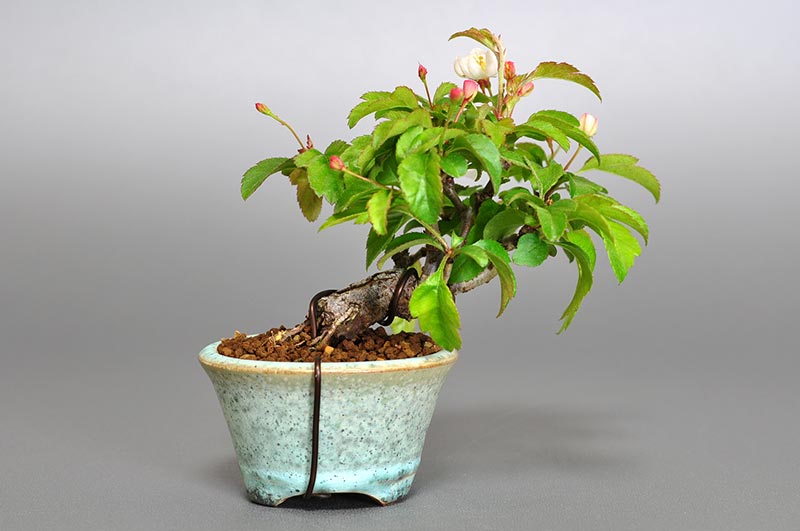 盆栽・キミズミ-D1（きみずみ・黄実酢実）実もの盆栽を裏側から見た景色・Malus sieboldii f. toringo bonsai