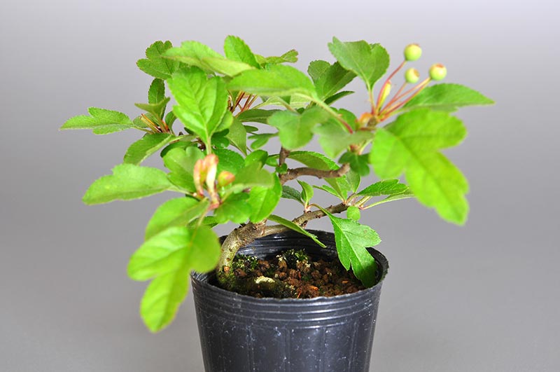 キミズミ-E1（きみずみ・黄実酢実）黄実酢実の販売と育て方・作り方・Malus sieboldii f. toringo bonsai