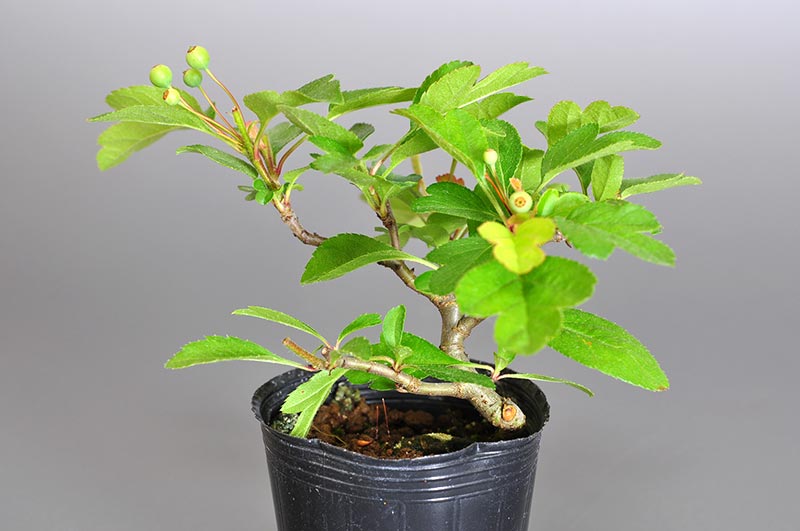 キミズミ-E1（きみずみ・黄実酢実）実もの盆栽を裏側から見た景色・Malus sieboldii f. toringo bonsai