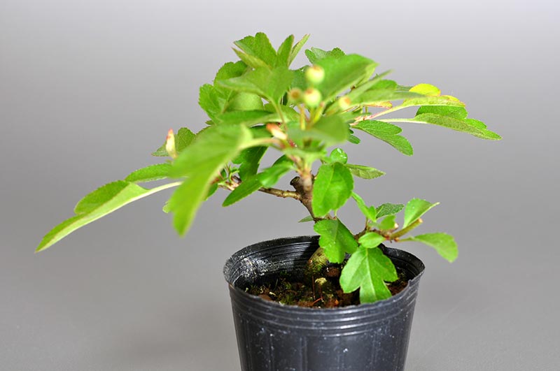 キミズミ-E1（きみずみ・黄実酢実）実もの盆栽を右側から見た景色・Malus sieboldii f. toringo bonsai