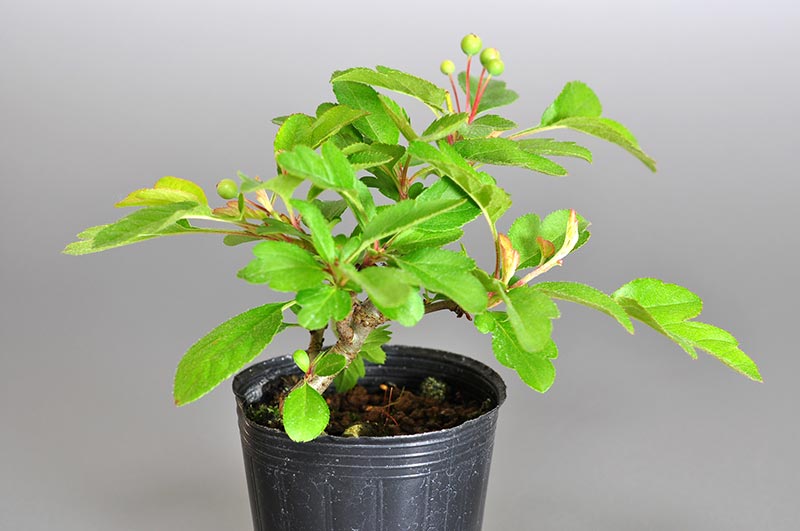 キミズミ-E1（きみずみ・黄実酢実）実もの盆栽を左側から見た景色・Malus sieboldii f. toringo bonsai