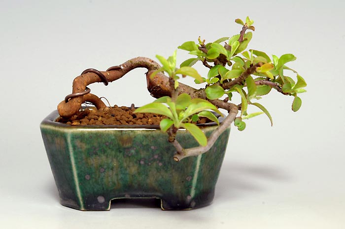 キミズミF-1（きみずみ・黄実酢実）実もの盆栽の販売と育て方・作り方・Malus sieboldii f. toringo bonsai photo