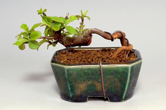 キミズミF-1（きみずみ・黄実酢実）実もの盆栽を裏側から見た景色・Malus sieboldii f. toringo bonsai photo