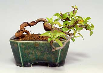 キミズミF（きみずみ・黄実酢実）実もの盆栽の成長記録-1・Malus sieboldii f. toringo bonsai