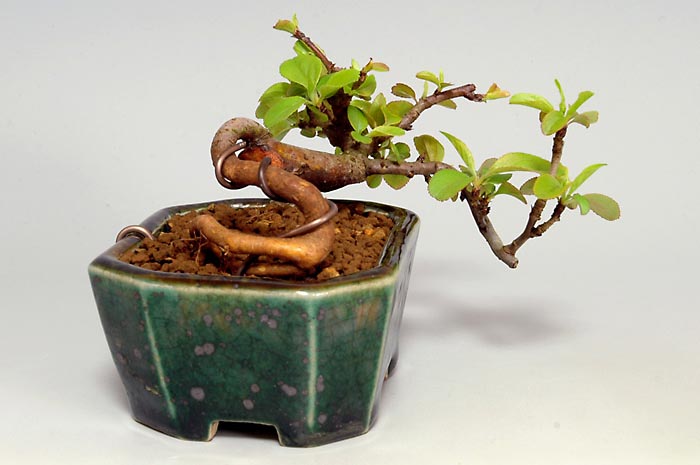 キミズミF-1（きみずみ・黄実酢実）実もの盆栽を左側から見た景色・Malus sieboldii f. toringo bonsai photo