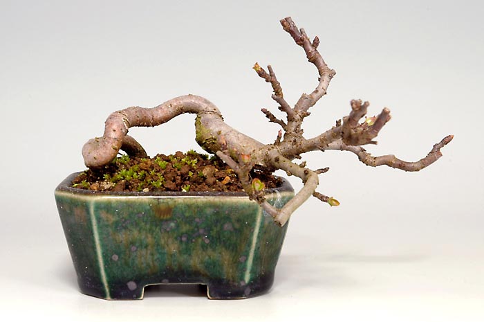 キミズミF-2（きみずみ・黄実酢実）実もの盆栽の販売と育て方・作り方・Malus sieboldii f. toringo bonsai photo
