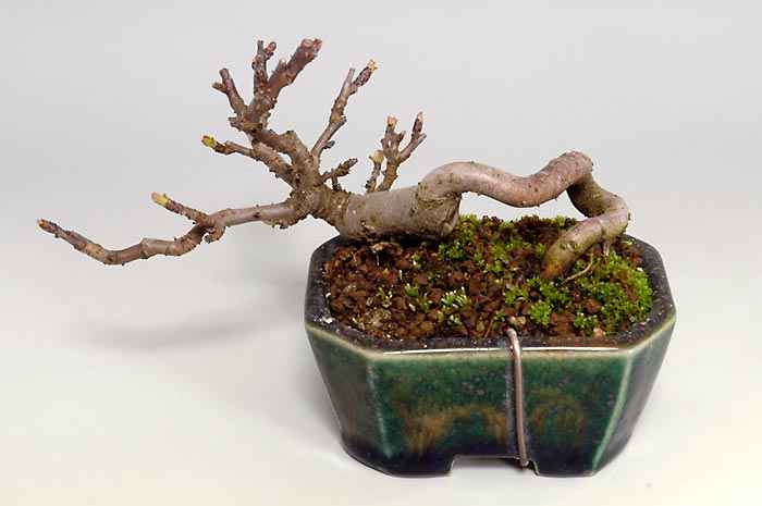 キミズミF-2（きみずみ・黄実酢実）実もの盆栽を裏側から見た景色・Malus sieboldii f. toringo bonsai photo