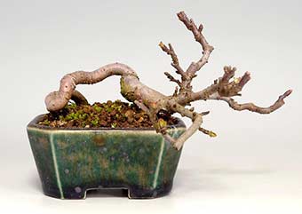 キミズミF（きみずみ・黄実酢実）実もの盆栽の成長記録-2・Malus sieboldii f. toringo bonsai