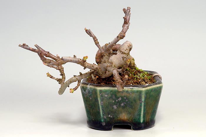 キミズミF-2（きみずみ・黄実酢実）実もの盆栽を右側から見た景色・Malus sieboldii f. toringo bonsai photo