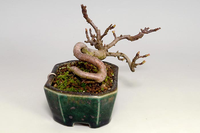 キミズミF-2（きみずみ・黄実酢実）実もの盆栽を左側から見た景色・Malus sieboldii f. toringo bonsai photo