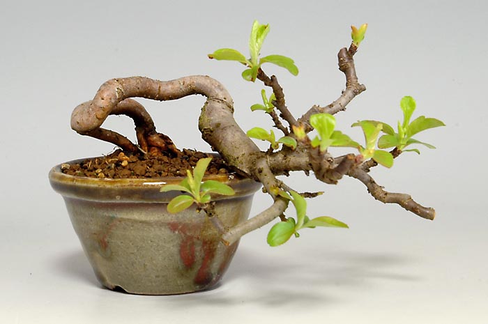 キミズミF-3（きみずみ・黄実酢実）実もの盆栽の販売と育て方・作り方・Malus sieboldii f. toringo bonsai photo