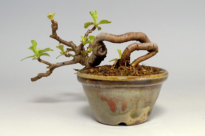 キミズミF-3（きみずみ・黄実酢実）実もの盆栽を裏側から見た景色・Malus sieboldii f. toringo bonsai photo