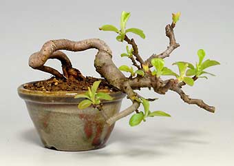 キミズミF（きみずみ・黄実酢実）実もの盆栽の成長記録-3・Malus sieboldii f. toringo bonsai