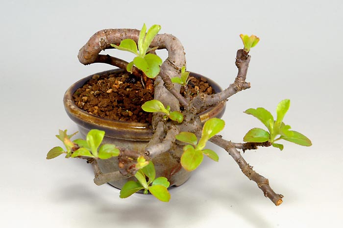 キミズミF-3（きみずみ・黄実酢実）実もの盆栽を右側から見た景色・Malus sieboldii f. toringo bonsai photo
