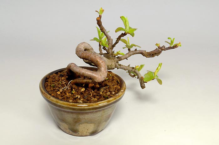 キミズミF-3（きみずみ・黄実酢実）実もの盆栽を左側から見た景色・Malus sieboldii f. toringo bonsai photo