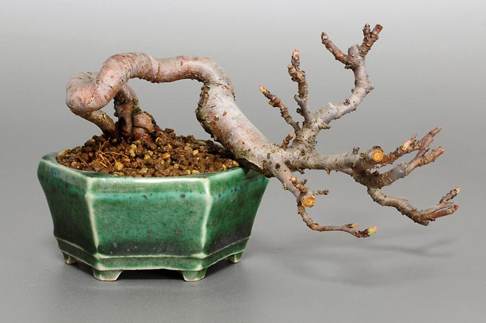 キミズミF-4（きみずみ・黄実酢実）実もの盆栽の販売と育て方・作り方・Malus sieboldii f. toringo bonsai photo