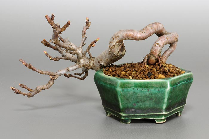 キミズミF-4（きみずみ・黄実酢実）実もの盆栽を裏側から見た景色・Malus sieboldii f. toringo bonsai photo