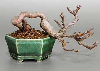 キミズミF（きみずみ・黄実酢実）実もの盆栽の成長記録-4・Malus sieboldii f. toringo bonsai