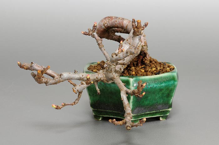 キミズミF-4（きみずみ・黄実酢実）実もの盆栽を右側から見た景色・Malus sieboldii f. toringo bonsai photo